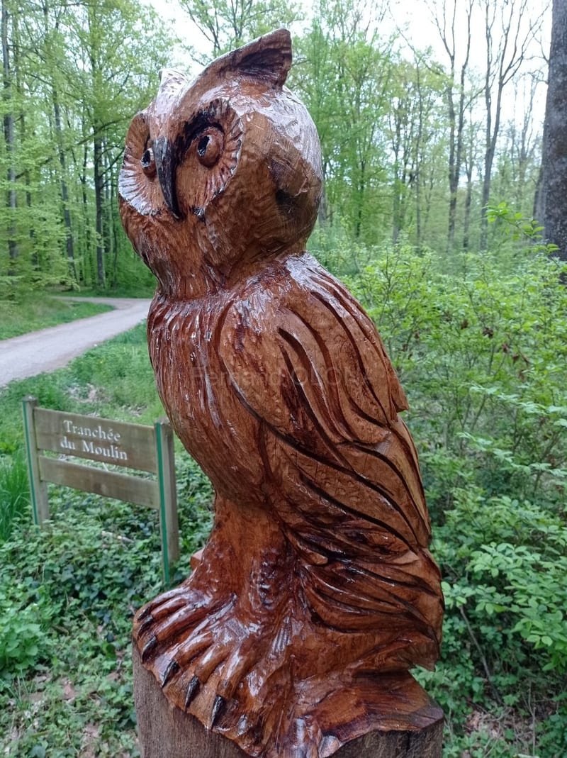 La forêt du Buchholz